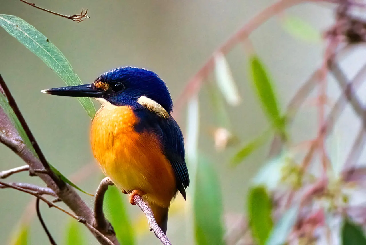 Azure Kingfisher photographed in the wild in Australia