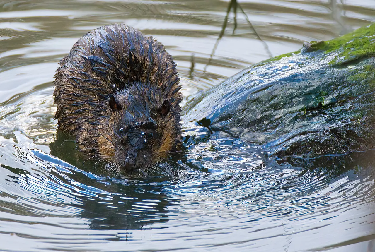 Rakali (water-rat) photographed in the wild in Australia