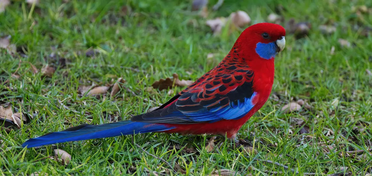 Crimson Rosella photographed in the wild in Australia