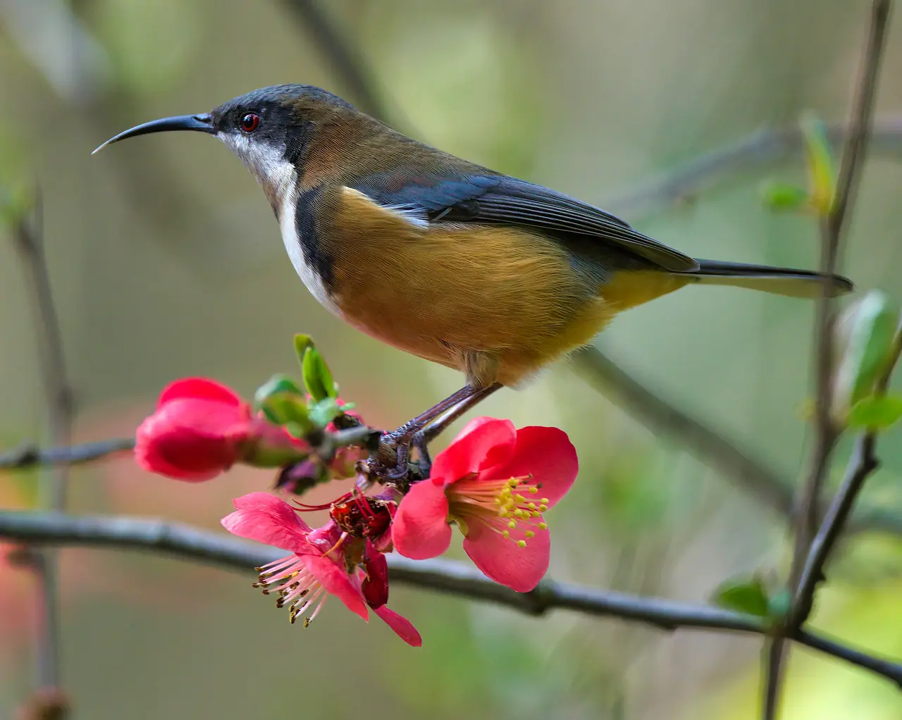 Eastern Spinebill photographed in the wild in Australia