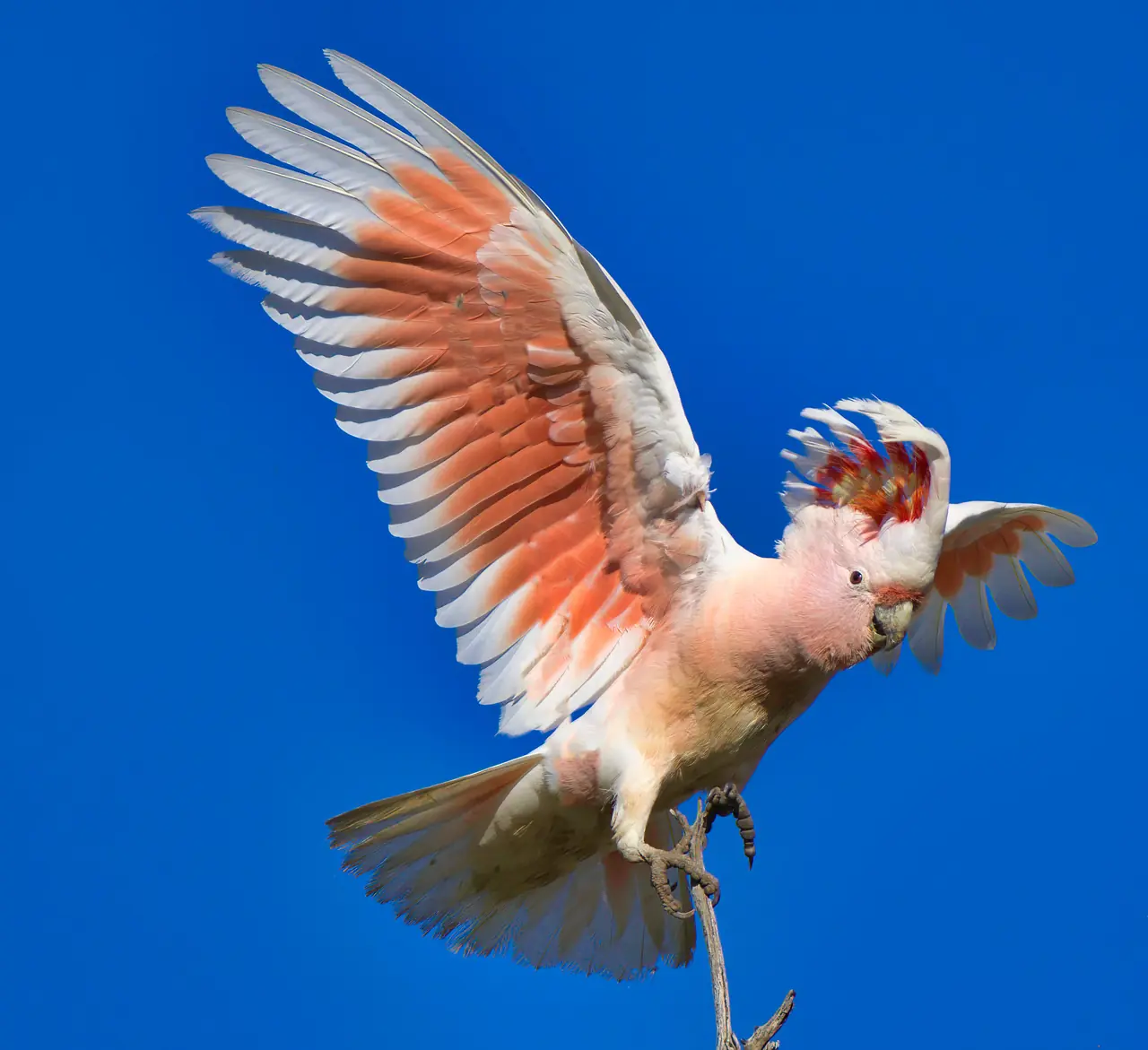Major Mitchell's Cockatoo photographed in the wild in Australia