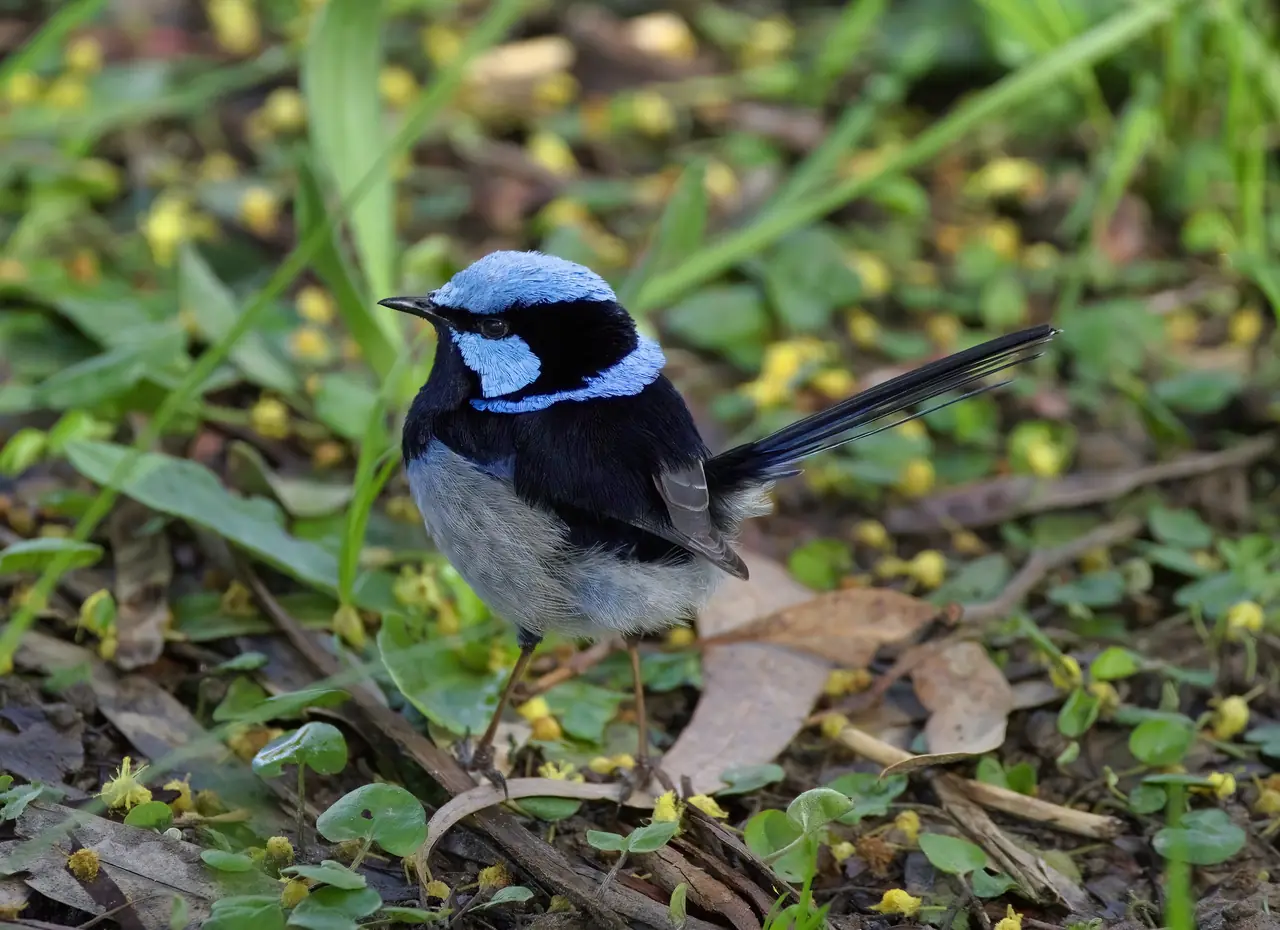 Superb Fairywren photographed in the wild in Australia