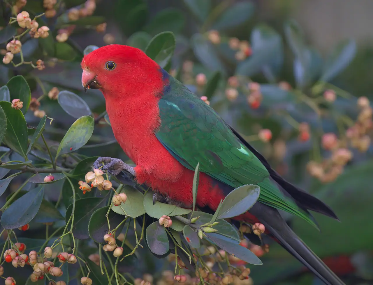 Australian King-Parrot photographed in the wild in Australia