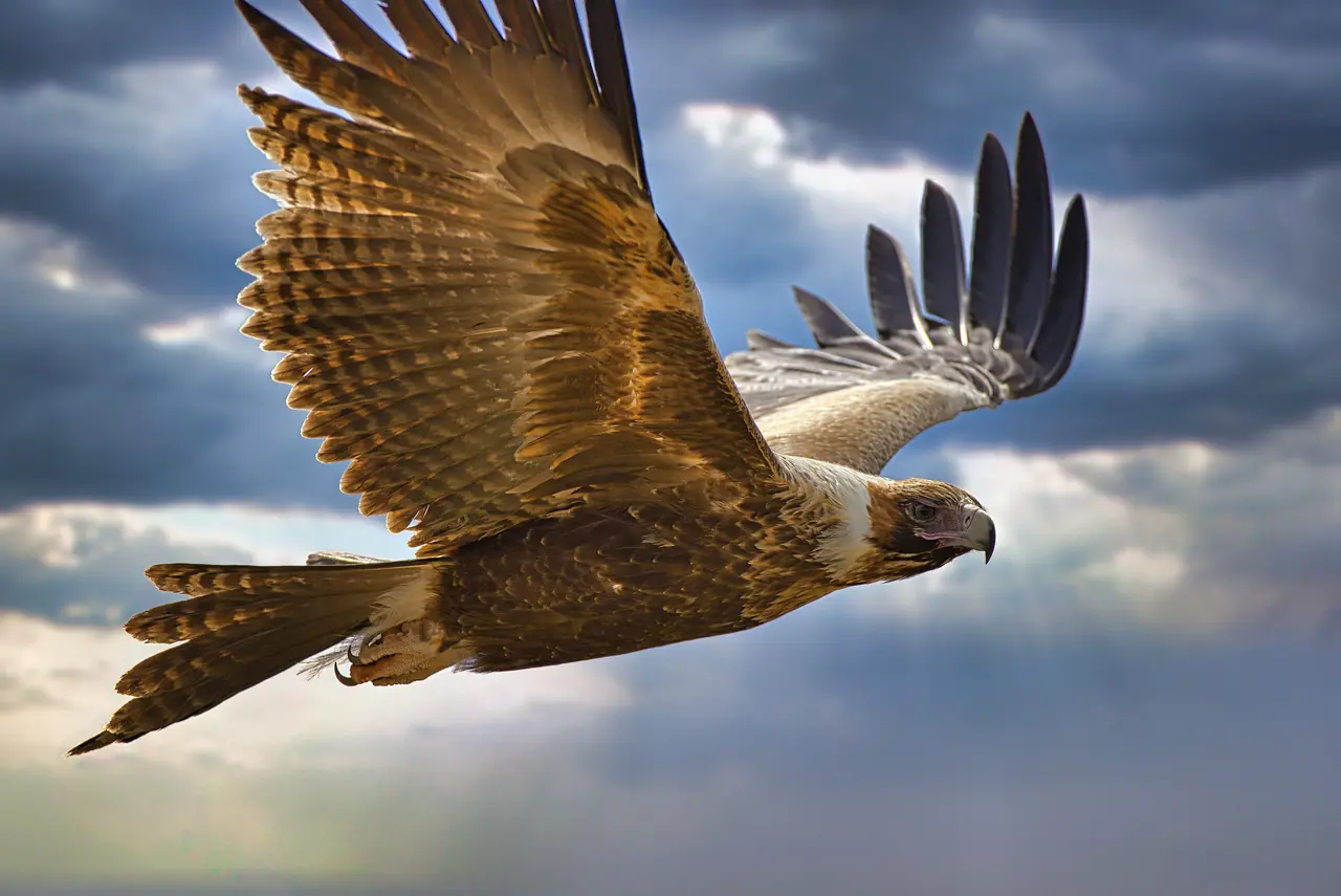Wedge-tailed Eagle photographed in the wild in Australia