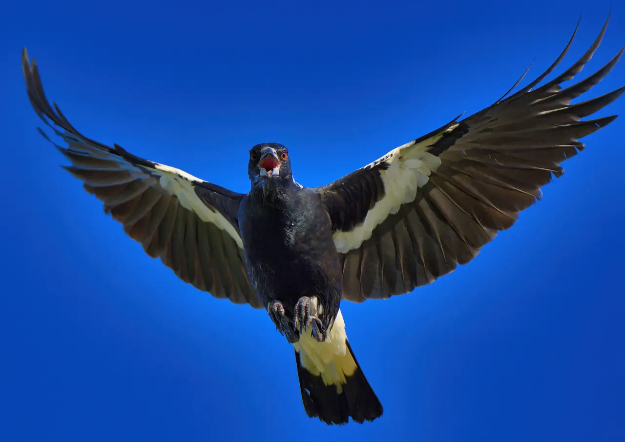 Australian Magpie photographed in the wild in Australia