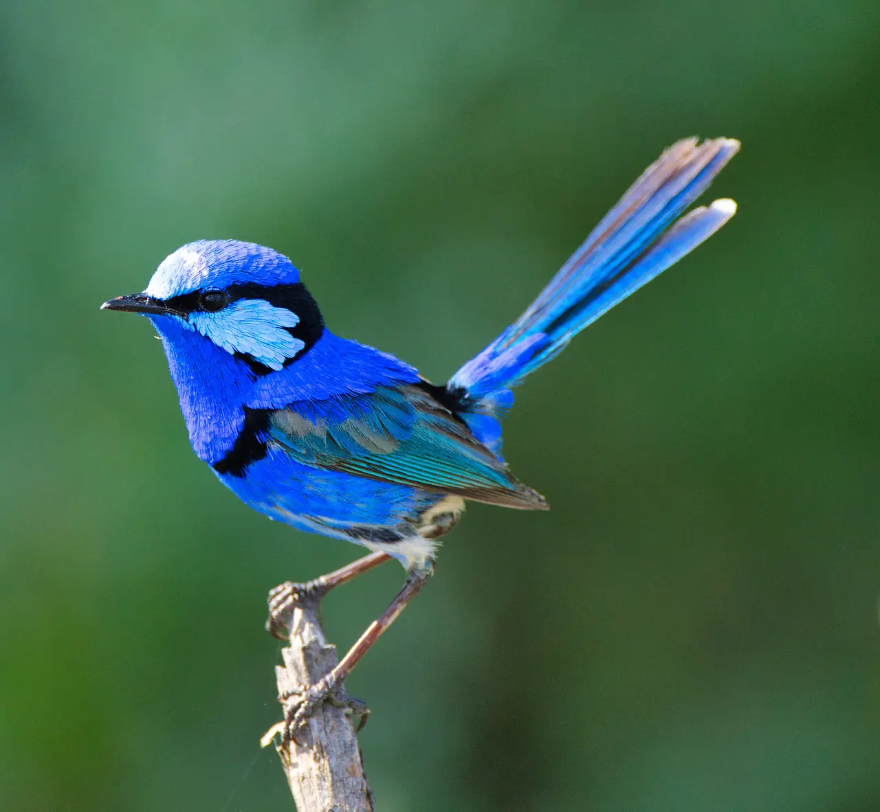 Splendid Fairywren photographed in the wild in Australia