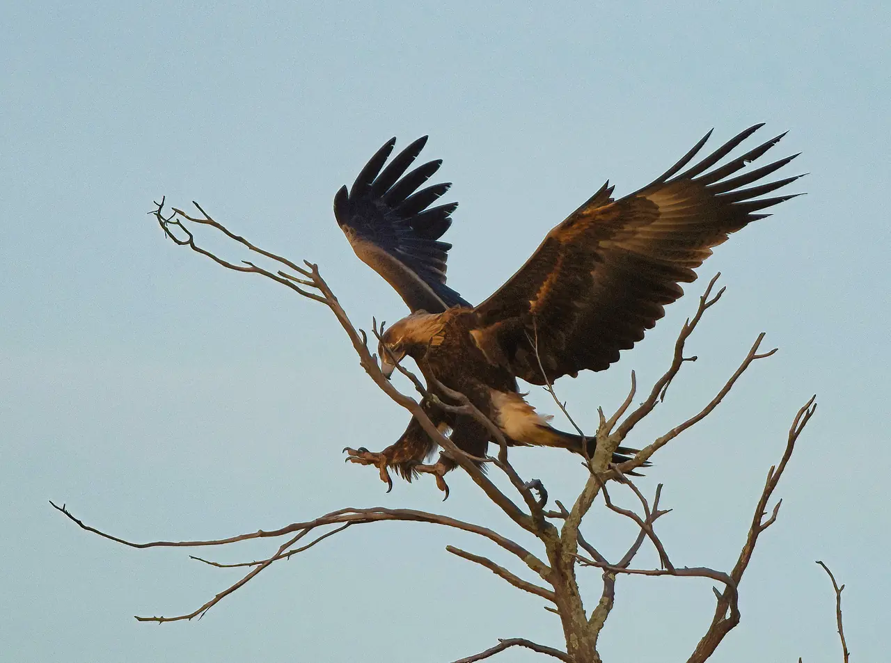 Wedge-tailed Eagle photographed in the wild in Australia