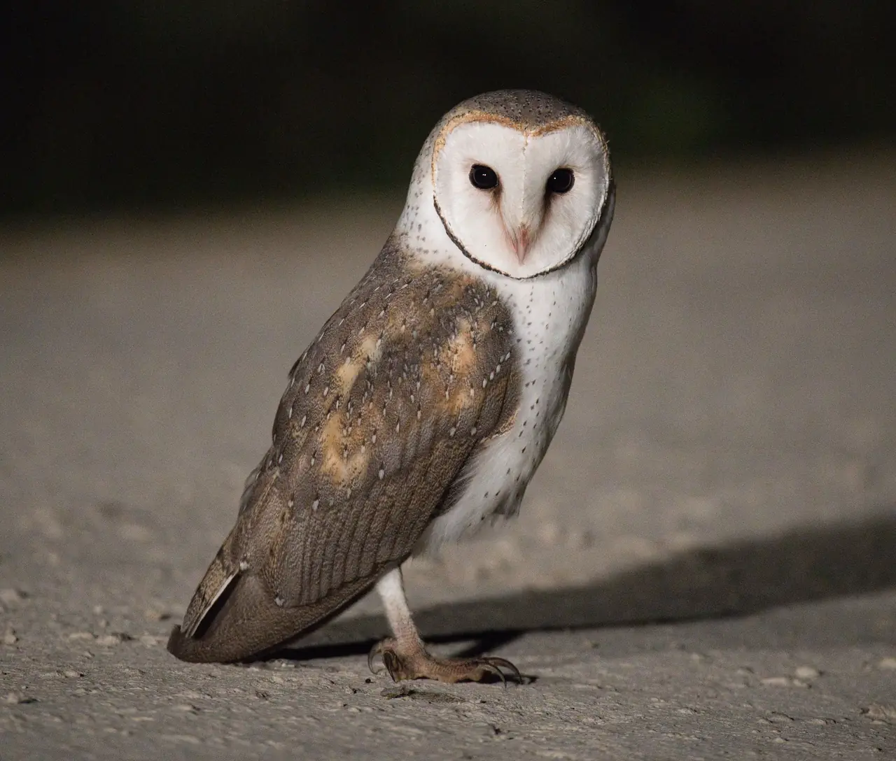 Barn Owl photographed in the wild in Australia