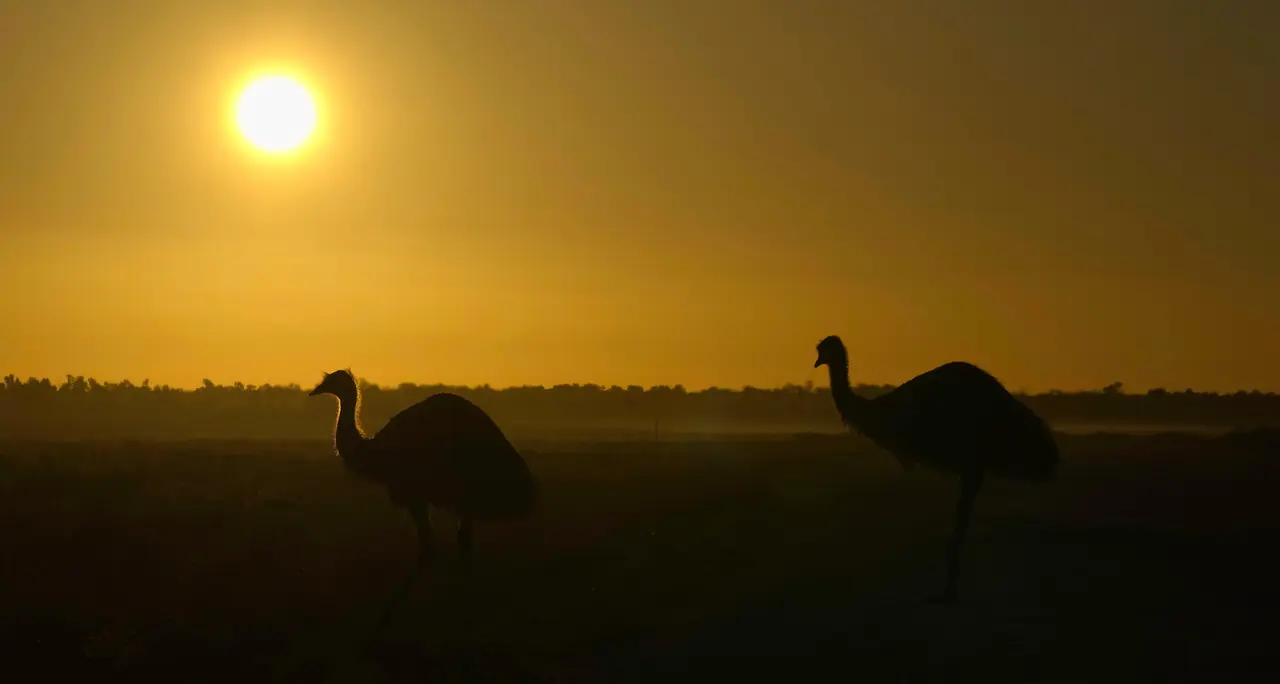 Emus at sunset photographed in the wild in Australia