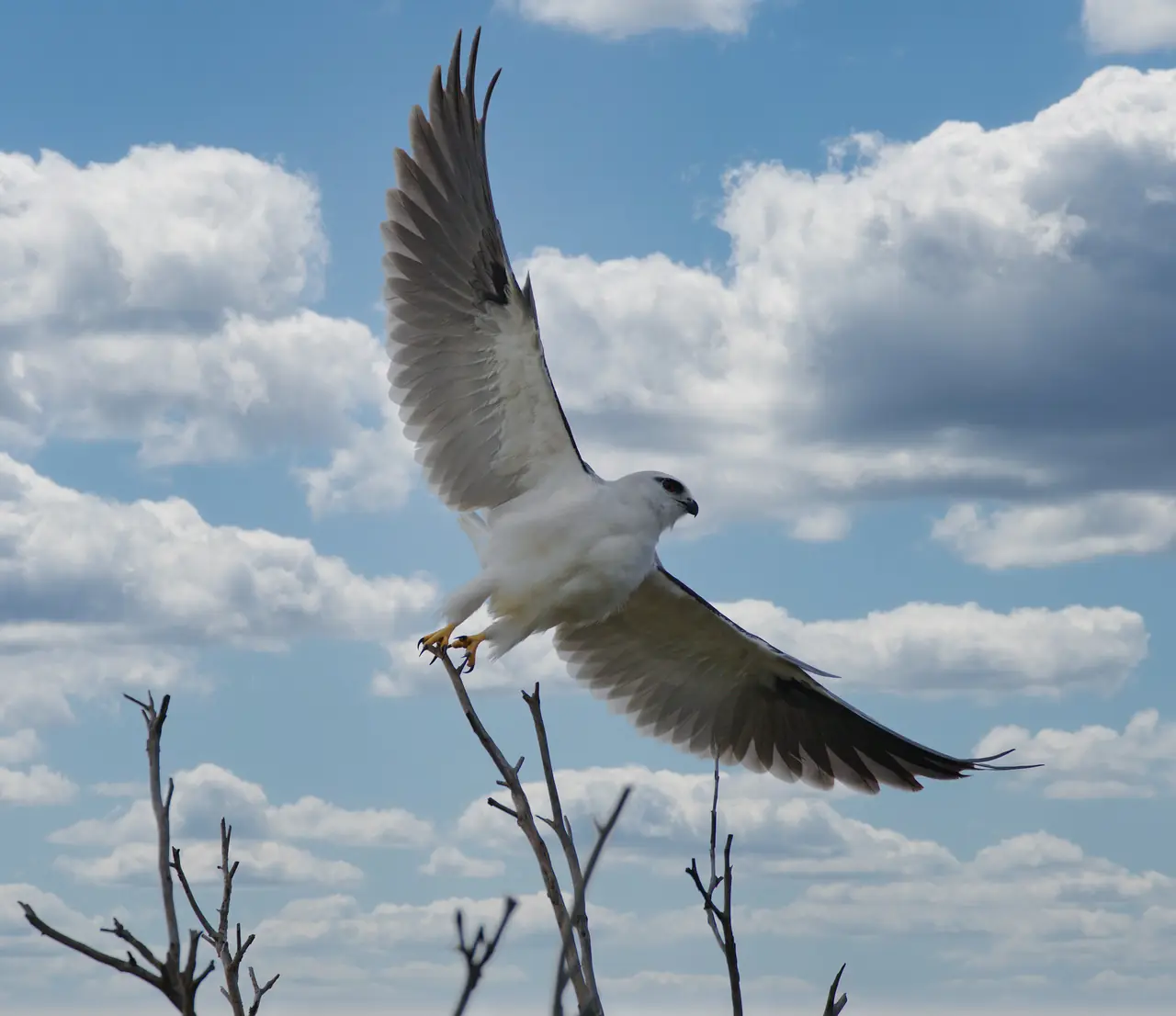 Black-shouldered Kite photographed in the wild in Australia