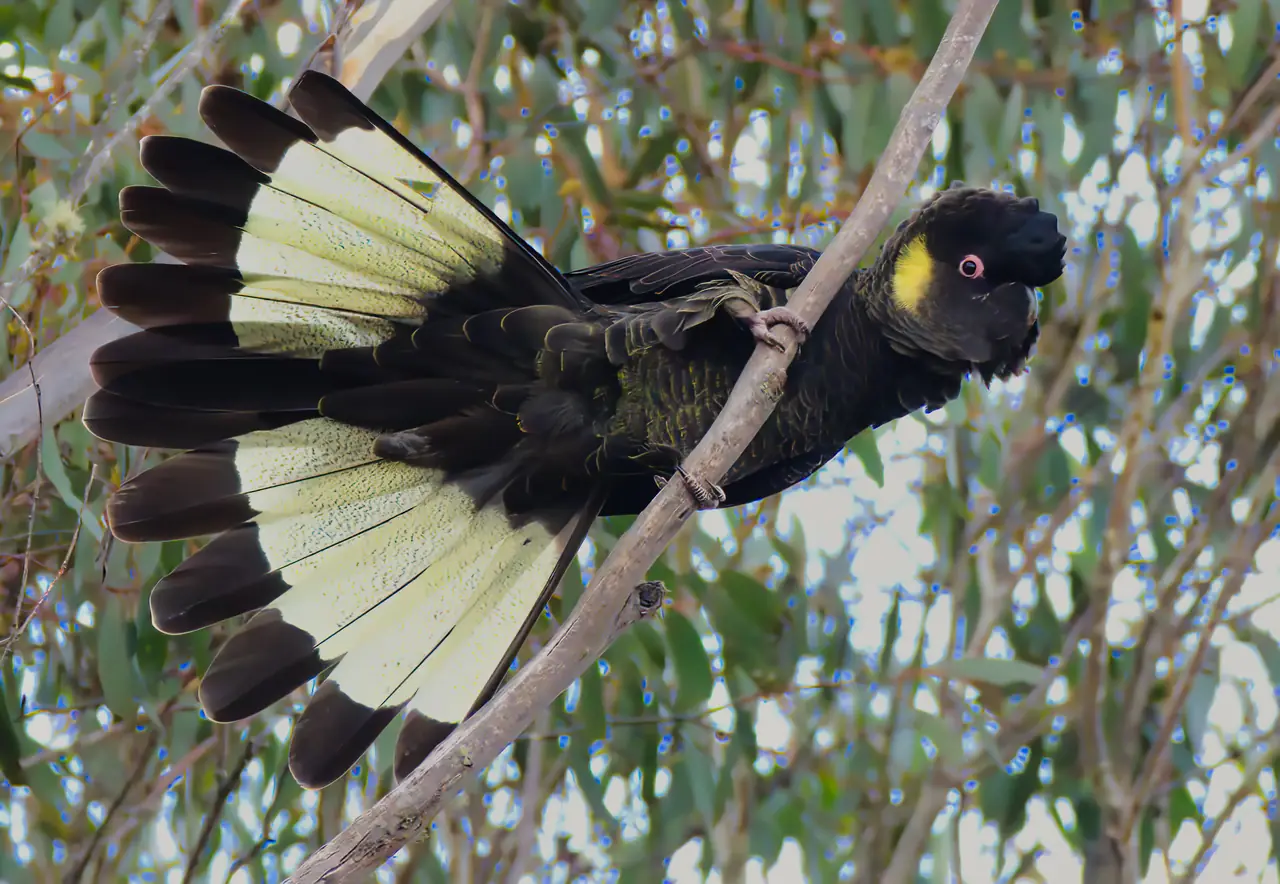 Yellow-tailed Black-Cockatoo photographed in the wild in Australia