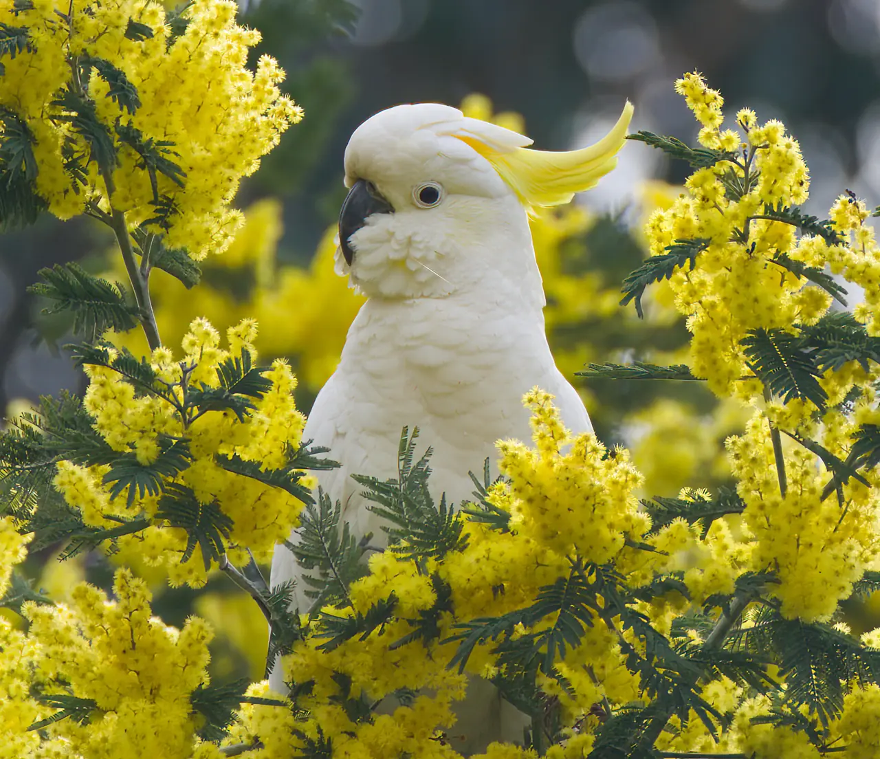 Sulphur-crested Cockatoo in wattle photographed in the wild in Australia