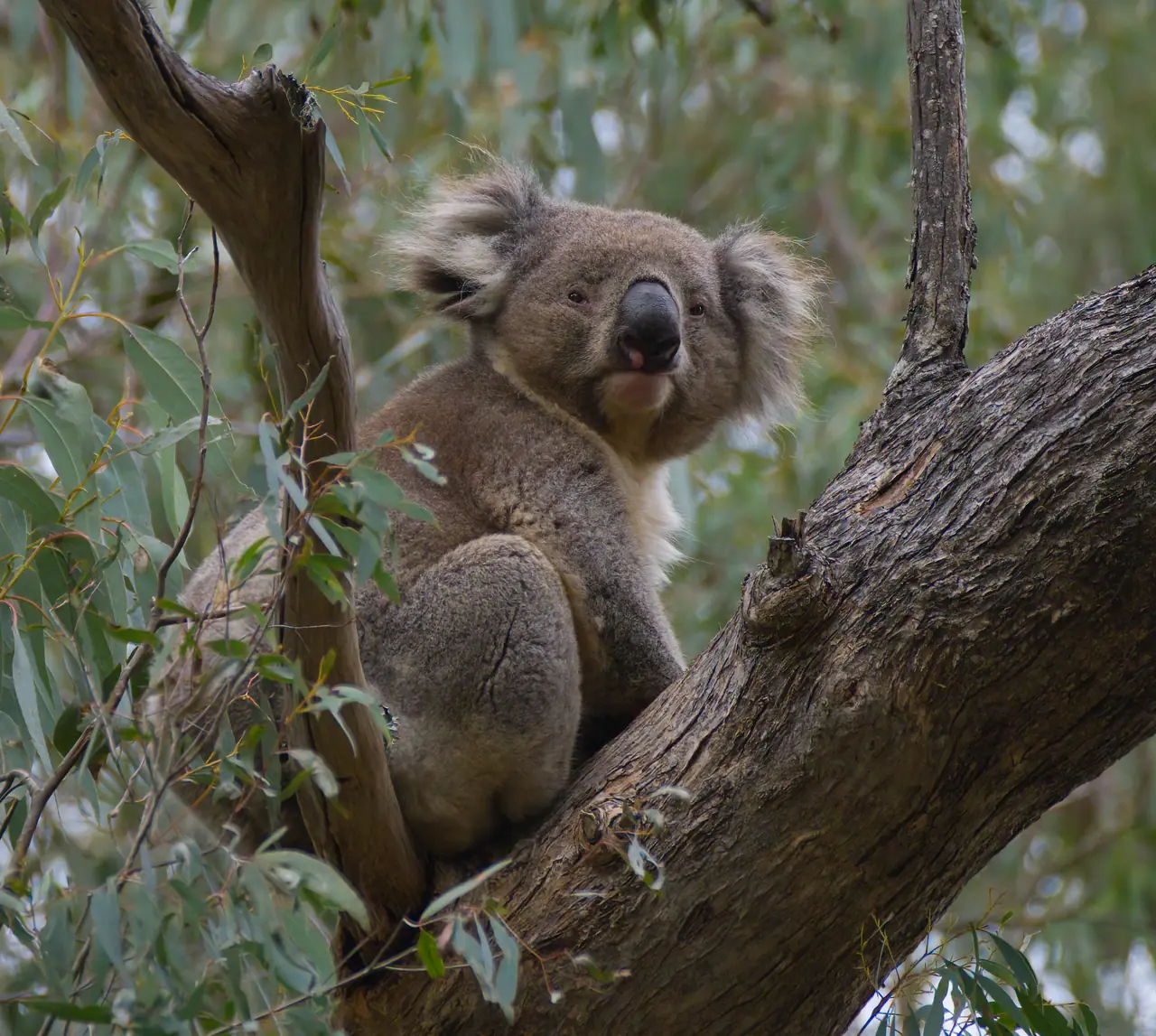Koala photographed in the wild in Australia
