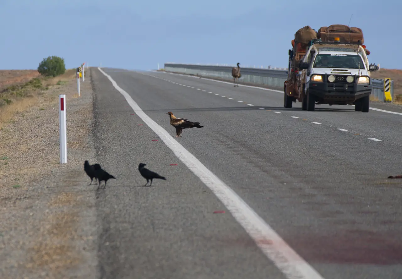 A wedge-tailed eagle and three black birds on an outback highway as a loaded four-wheel drive approaches