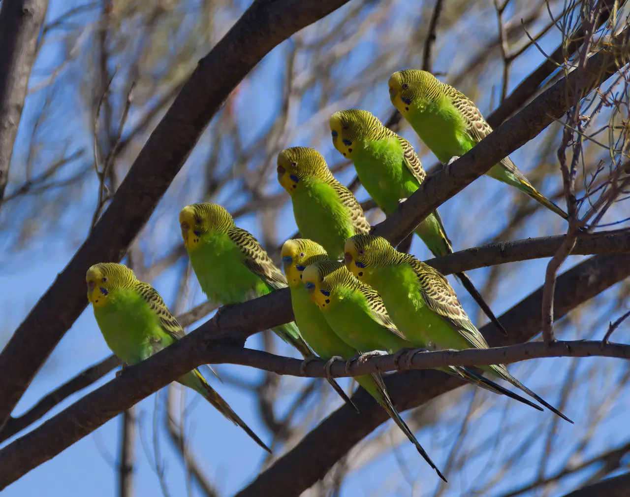 Budgerigars photographed in the wild in Australia