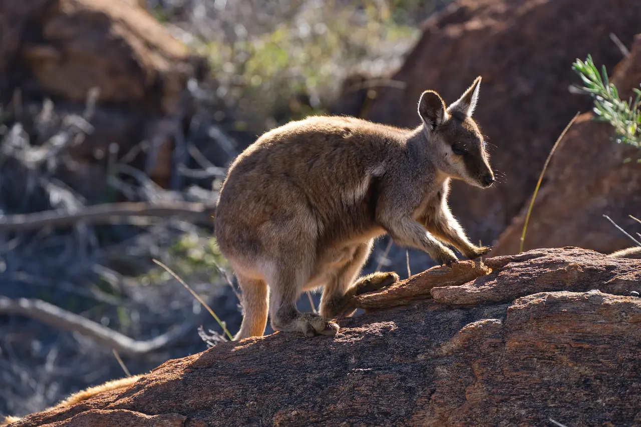 Black-footed Rock-wallaby photographed in the wild in Australia