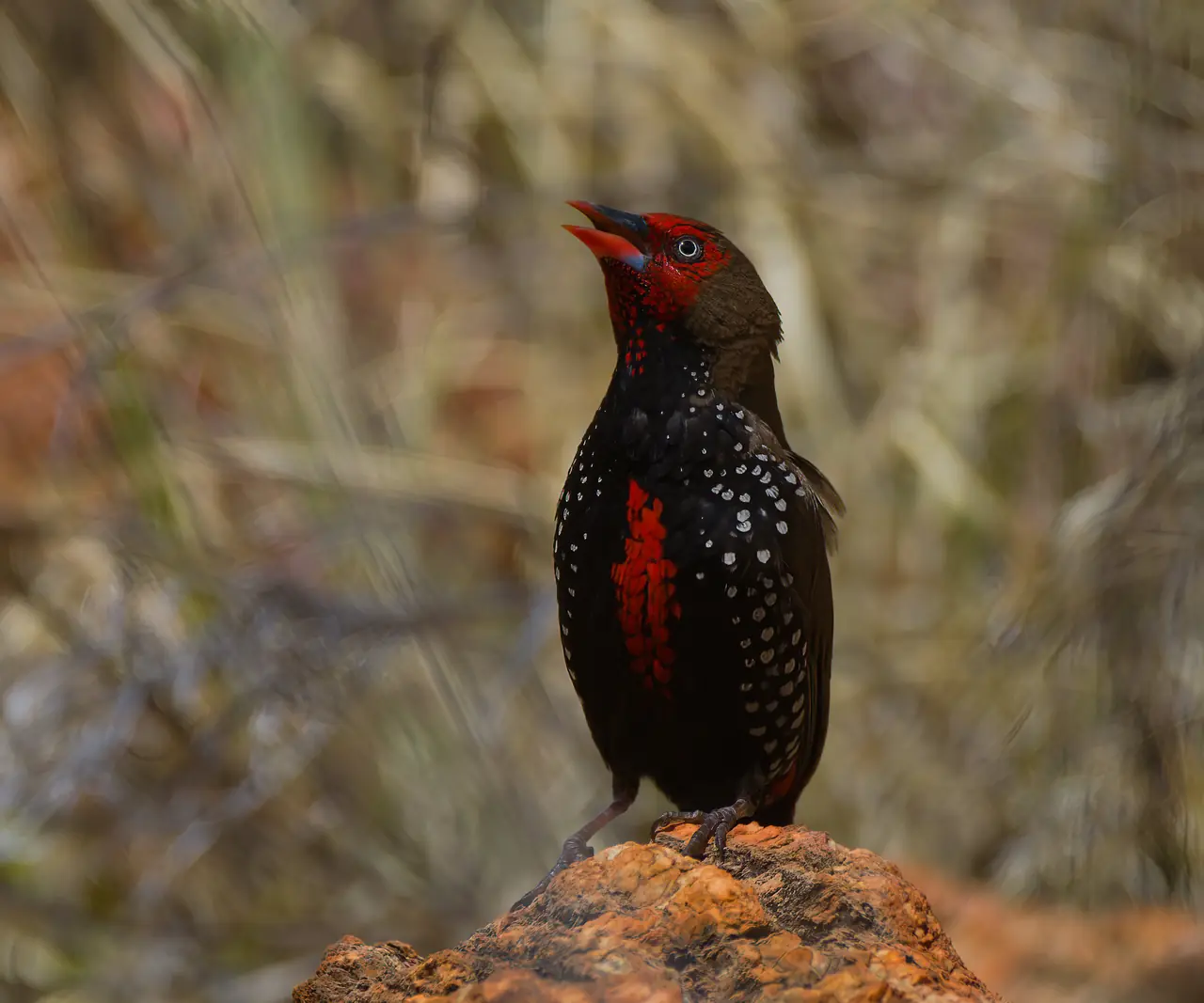 Painted Finch photographed in the wild in Australia