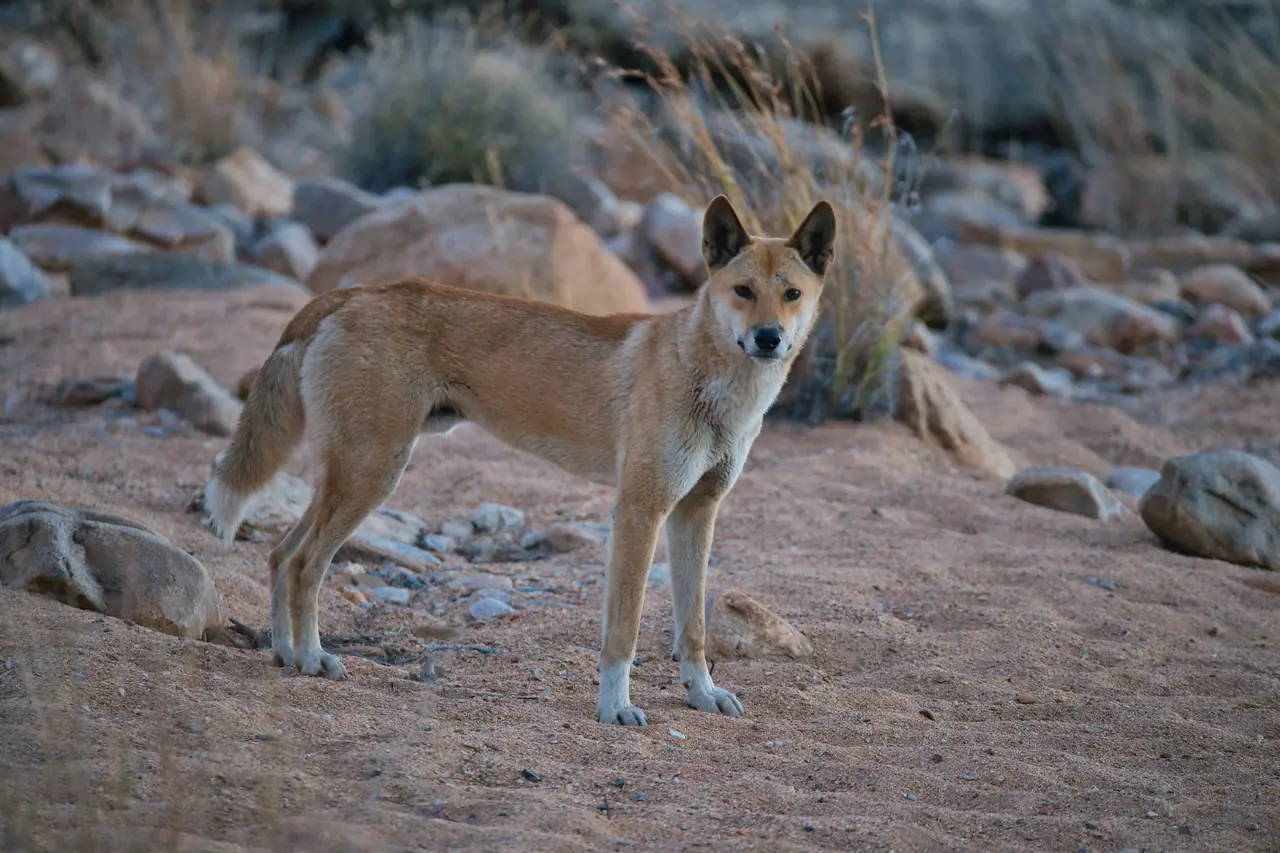Dingo photographed in the wild in Australia