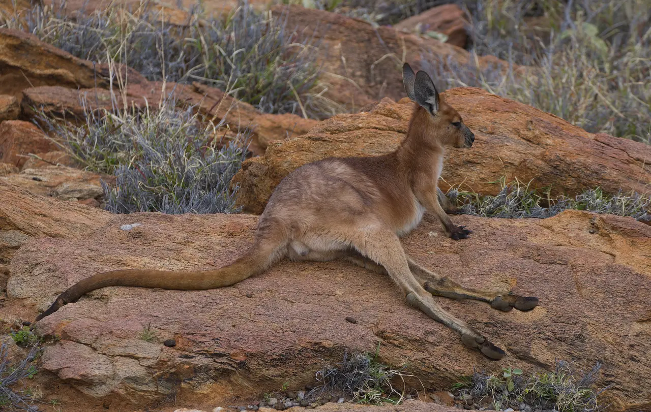 Common Wallaroo photographed in the wild in Australia