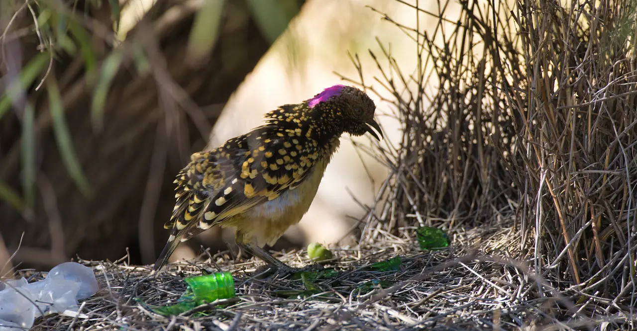 Western Bowerbird photographed in the wild in Australia