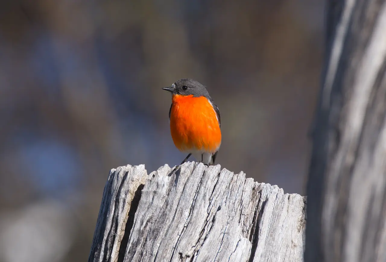 Flame Robin photographed in the wild in Australia