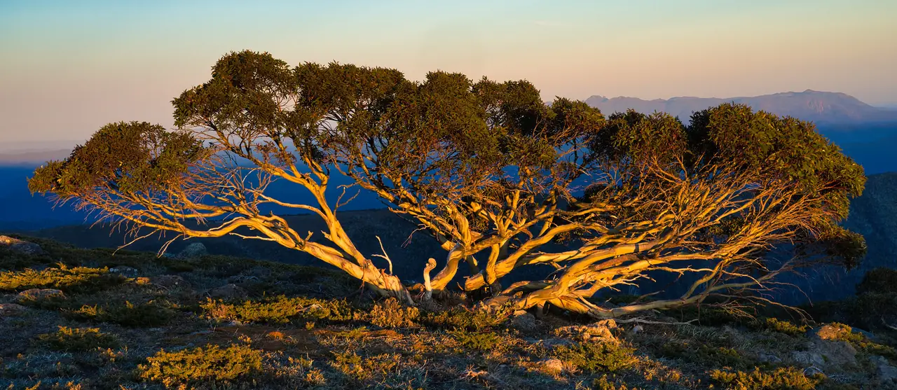 Twisted snow gum lit gold by the rising sun