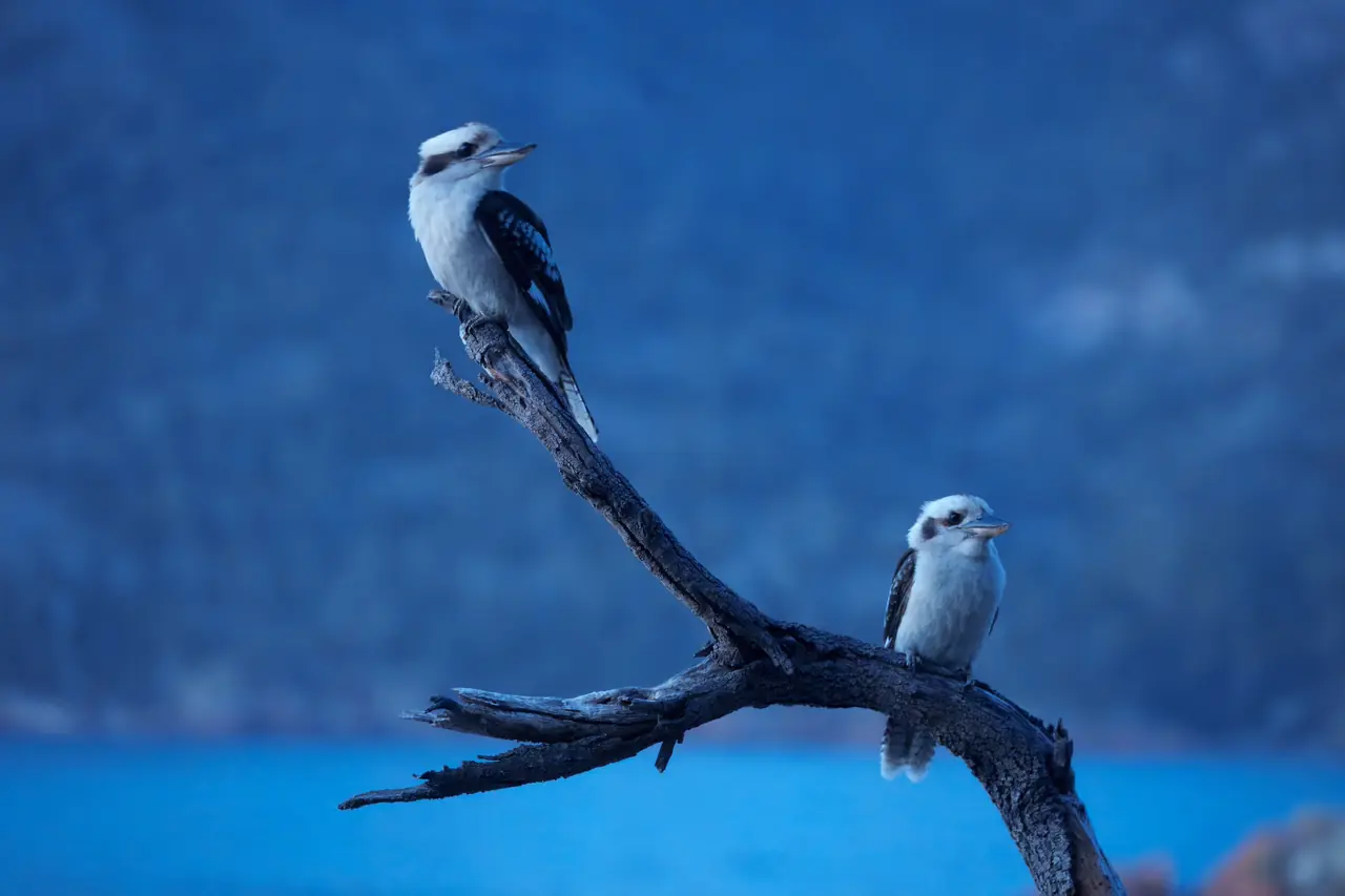 Laughing Kookaburras photographed in the wild in Australia