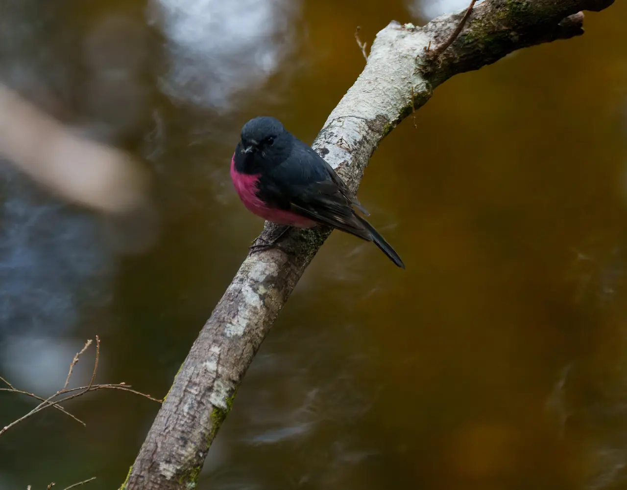 Pink Robin photographed in the wild in Australia
