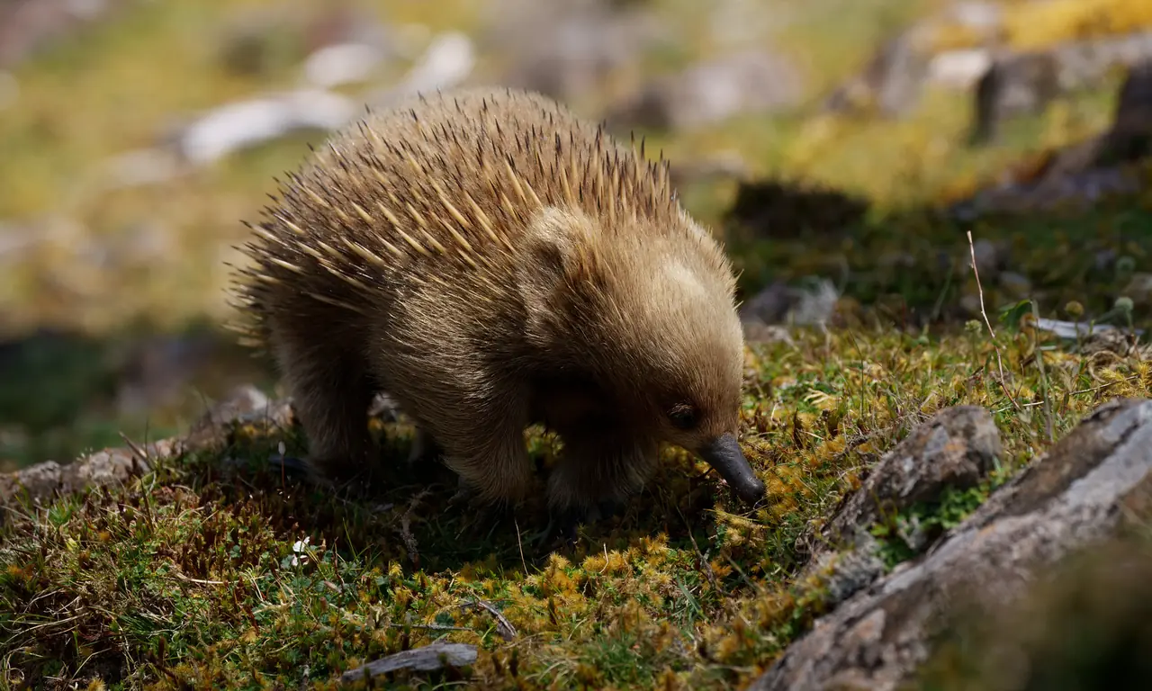 Short-beaked Echidna photographed in the wild in Australia