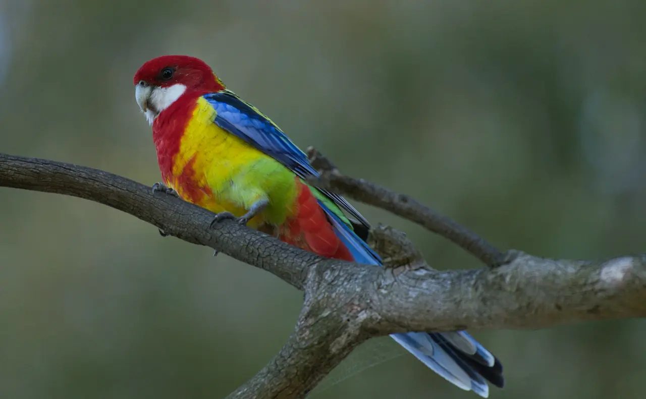 Eastern Rosella photographed in the wild in Australia