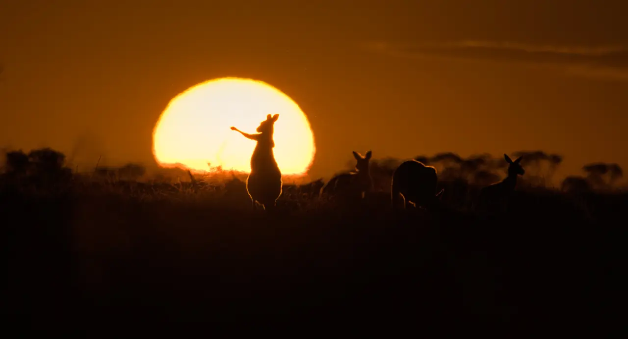 Kangaroos at sunset photographed in the wild in Australia