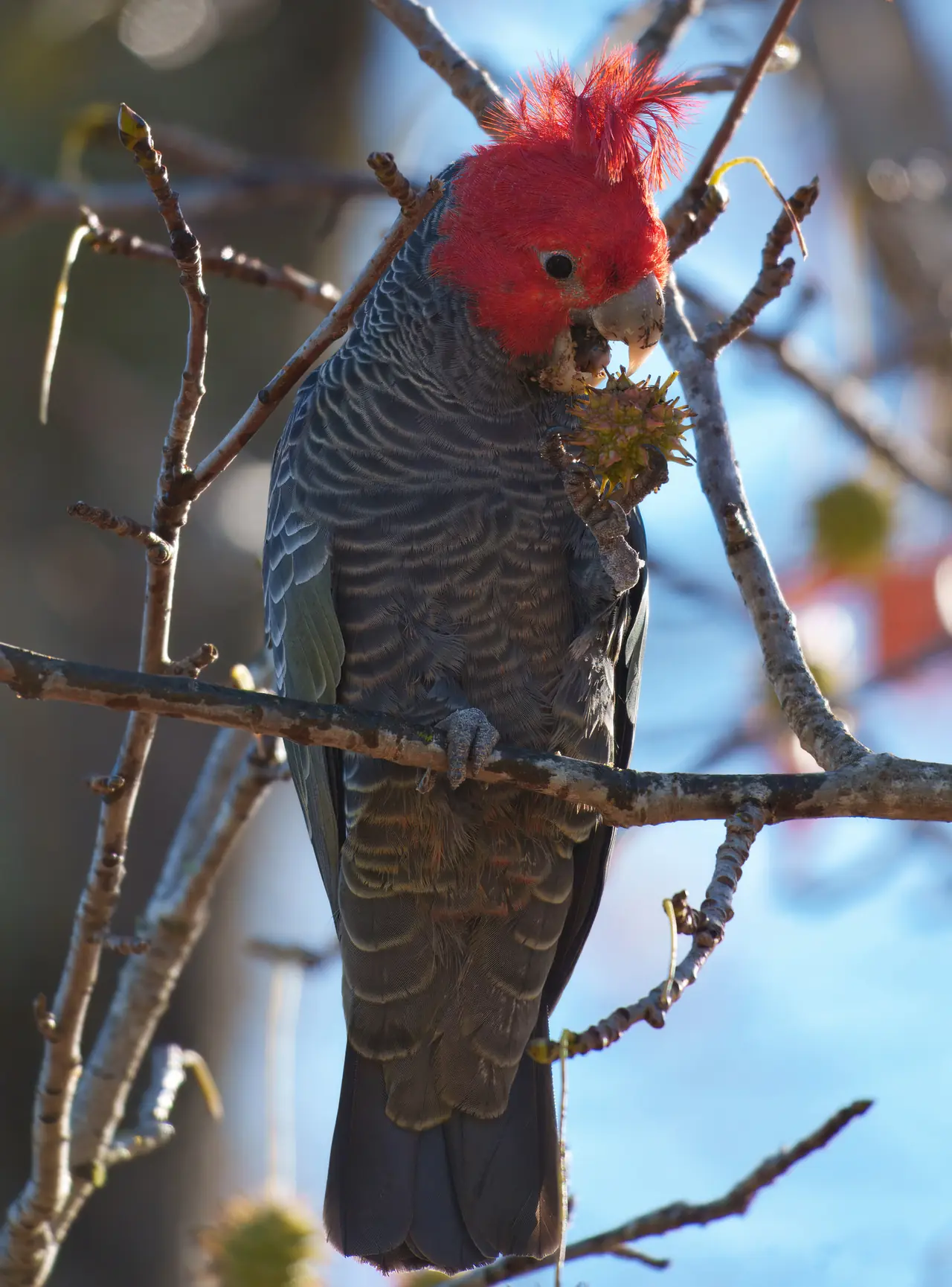 Gang-gang Cockatoo photographed in the wild in Australia